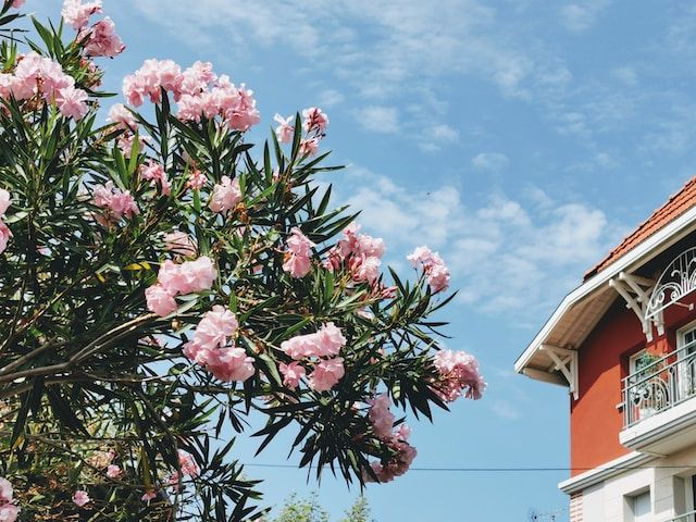 arcachon-fleurs.jpg