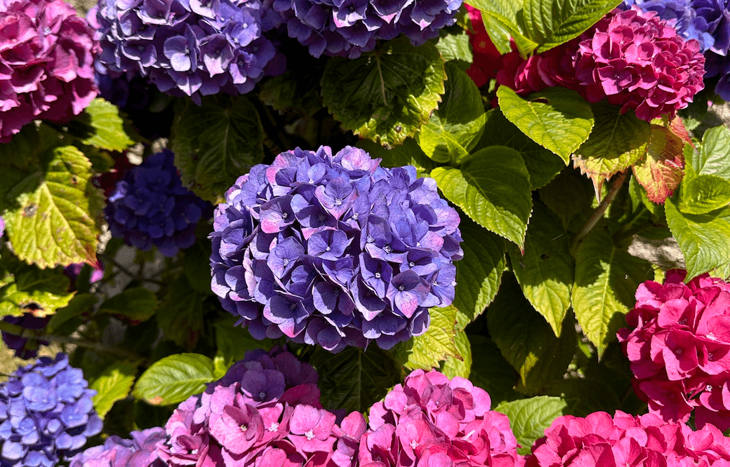 fleurs-bretagne